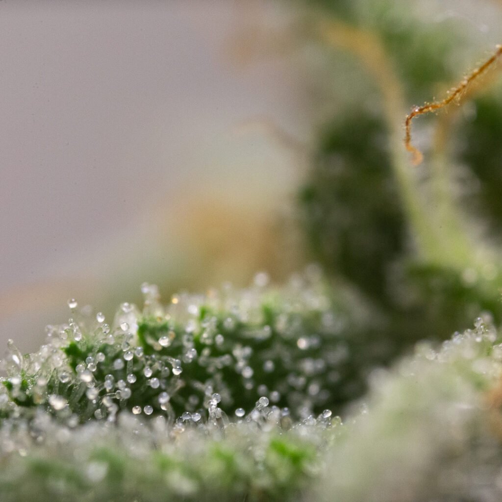 Cannabis Macro Photography Virginia