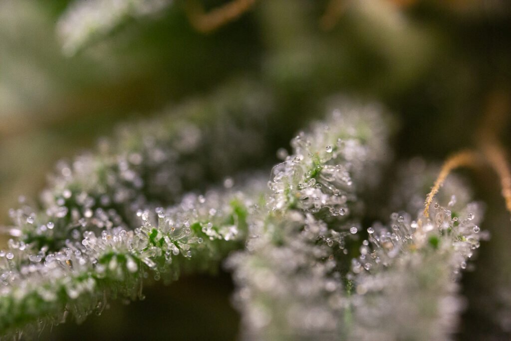 Cannabis Macro Photography Virginia