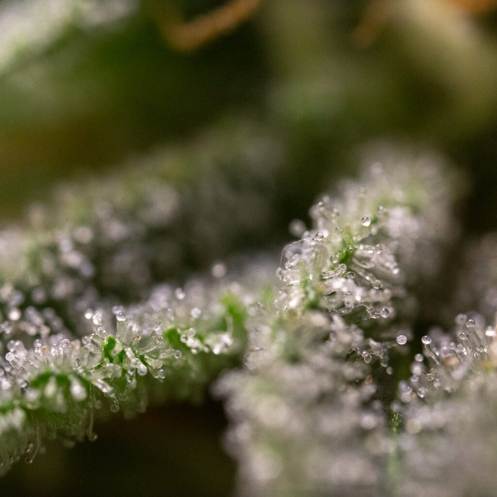 Cannabis Macro Photography Virginia