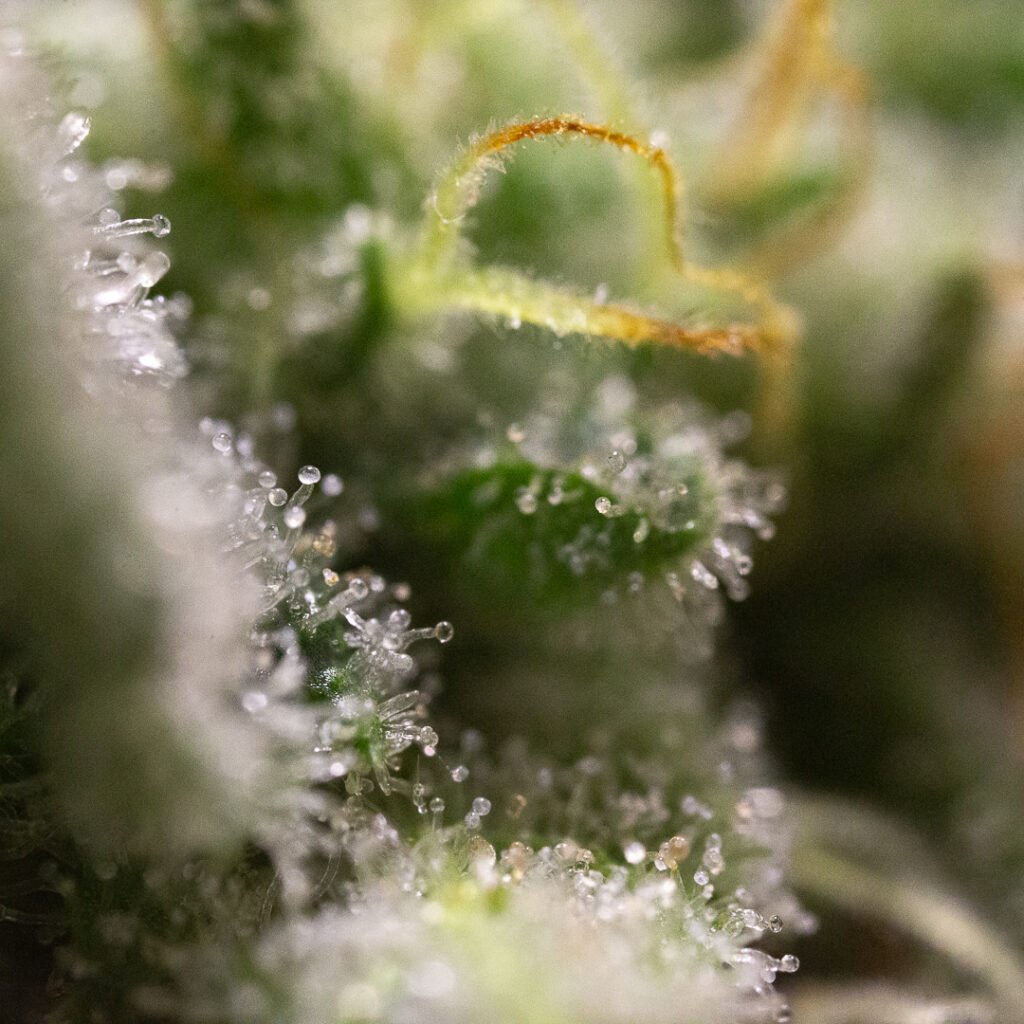 Cannabis Macro Photography Virginia