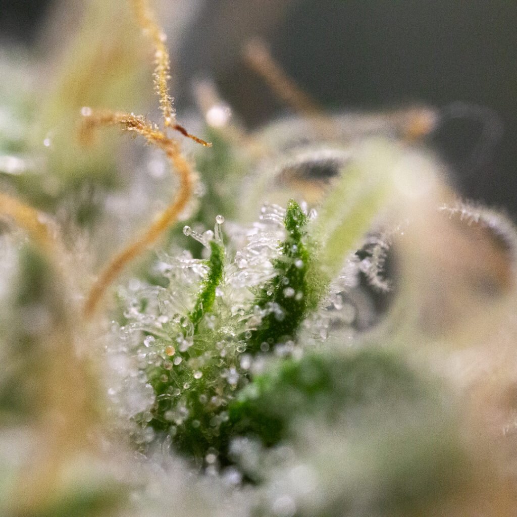 Cannabis Macro Photography Virginia
