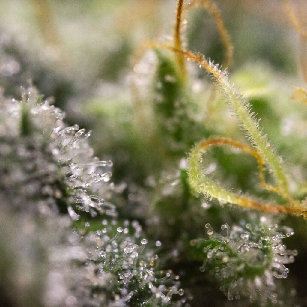 Macro Cannabis Photography Virginia