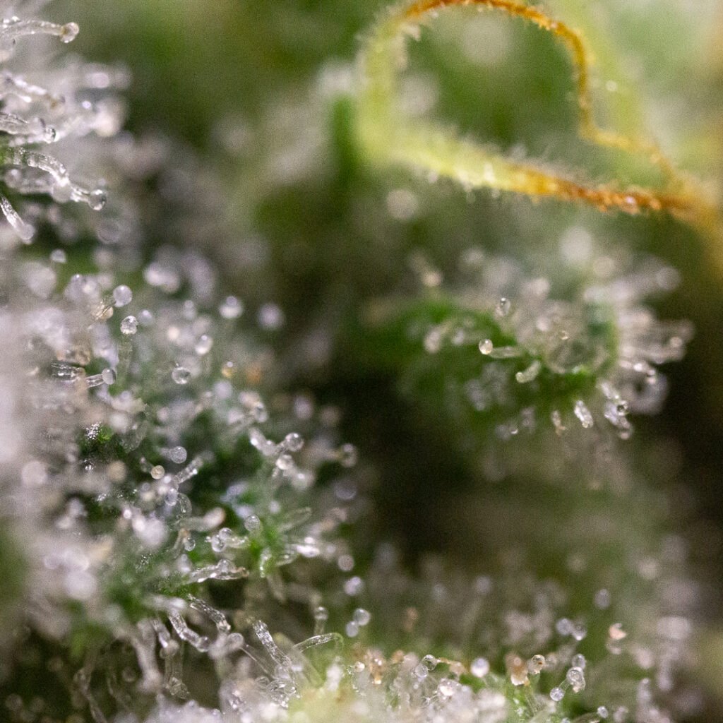 Cannabis Macro Photography Virginia
