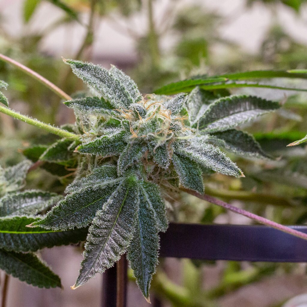 Cannabis Macro Photography Virginia