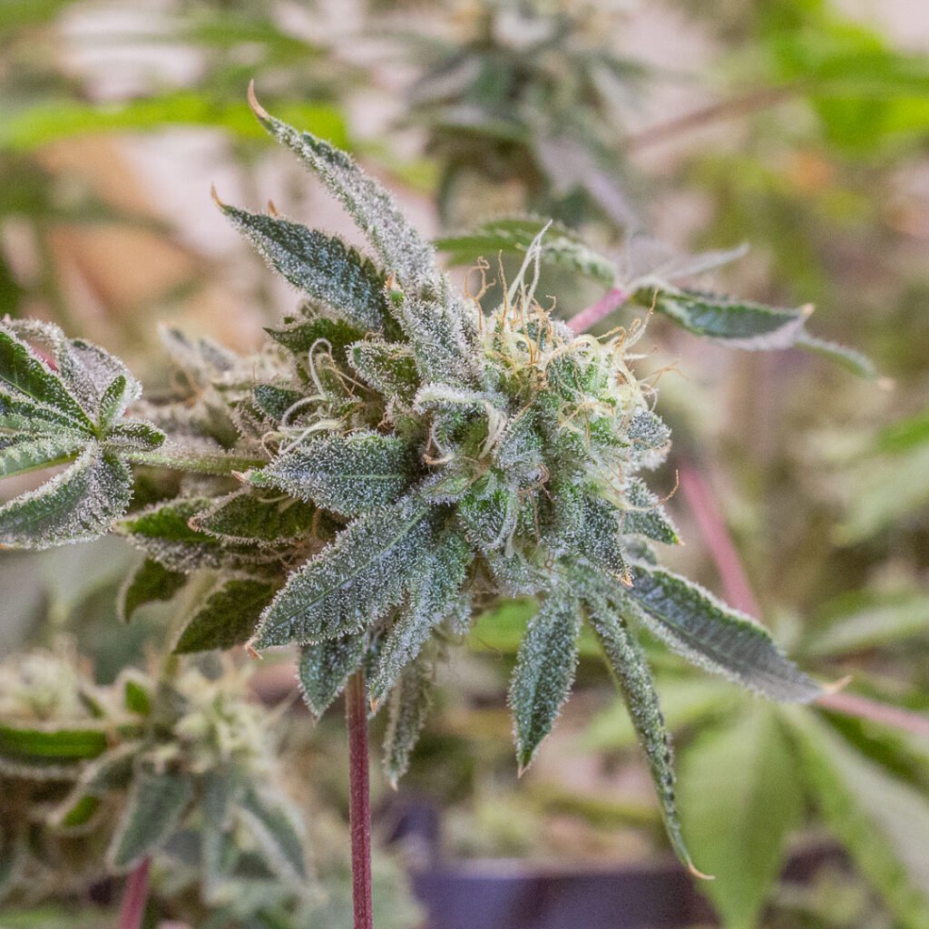 Macro Cannabis Photography Virginia