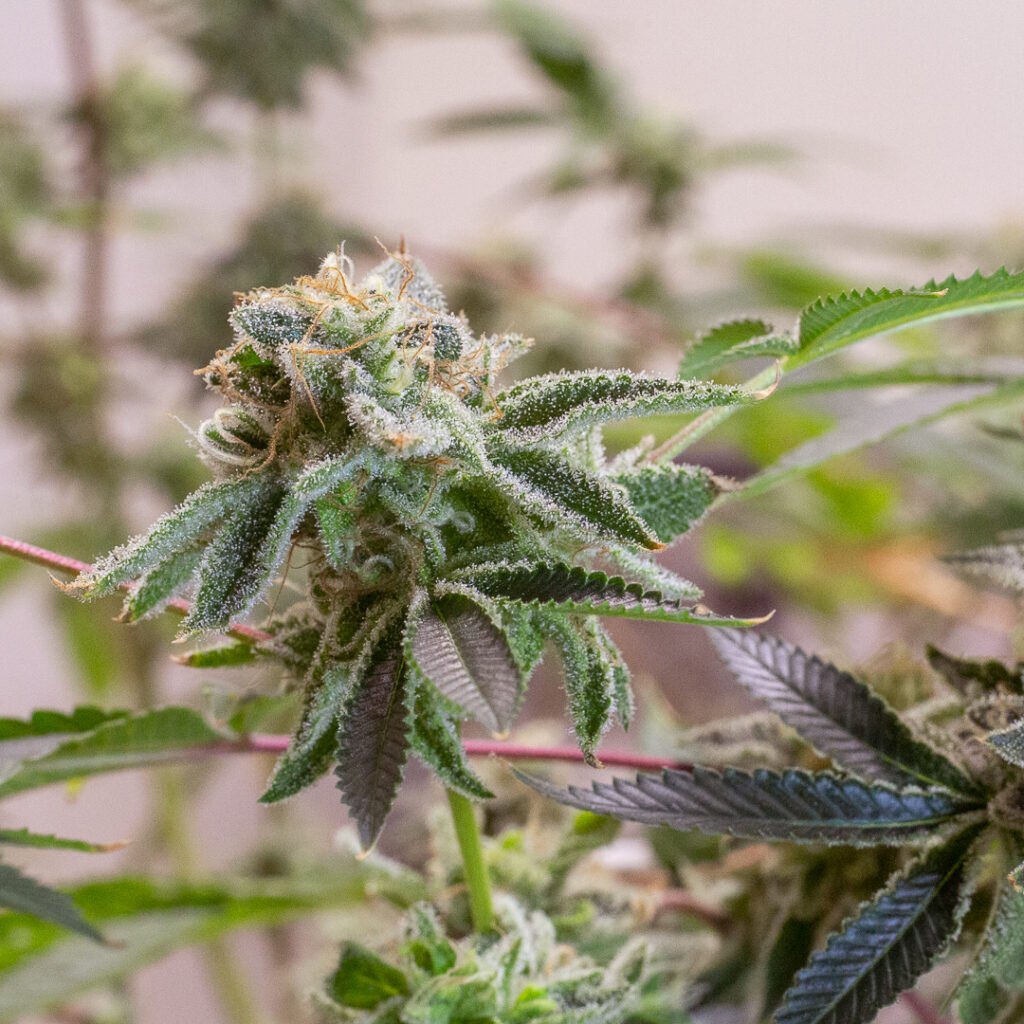 Cannabis Macro Photography Virginia
