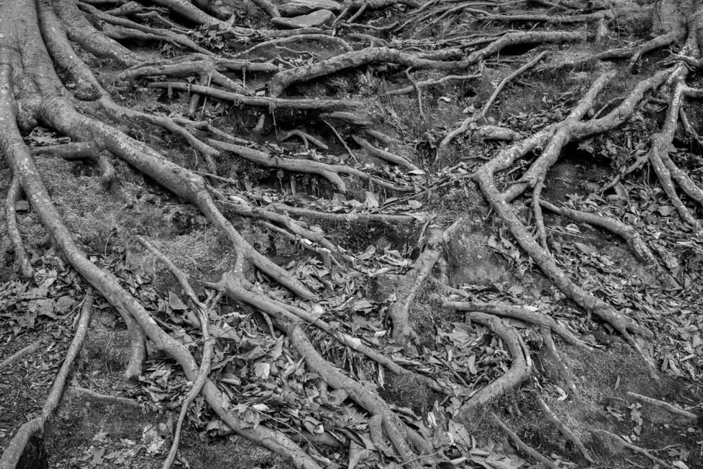 Nature Photography Richmond VA