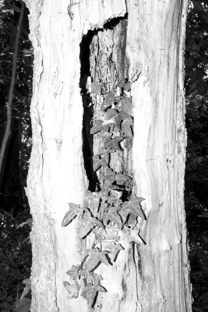 Nature Photography Richmond VA