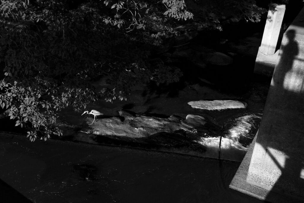 Nature Photography Richmond VA